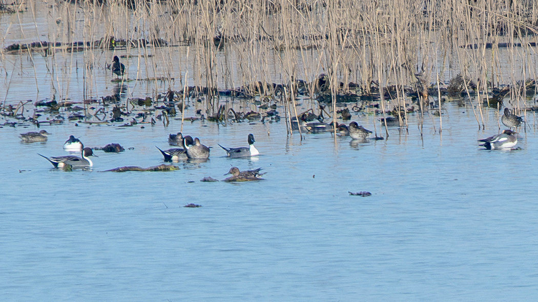 Northern Pintail